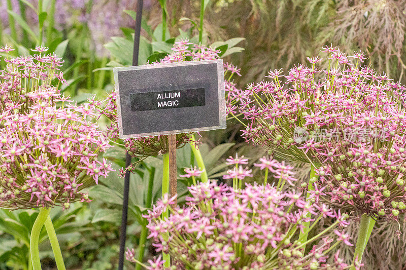 英国伦敦的Allium 'Magic'